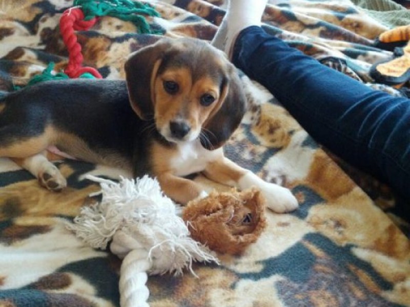 Get Your Hair Cut for Beagles Studio City, CA Patch