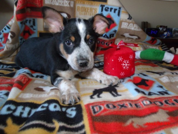 3 australian shepherd mix puppies for adoption three australian shepherd mix puppies up for adoption hinsdale 3 australian shepherd mix puppies for adoption three australian shepherd mix puppies up for adoption hinsdale