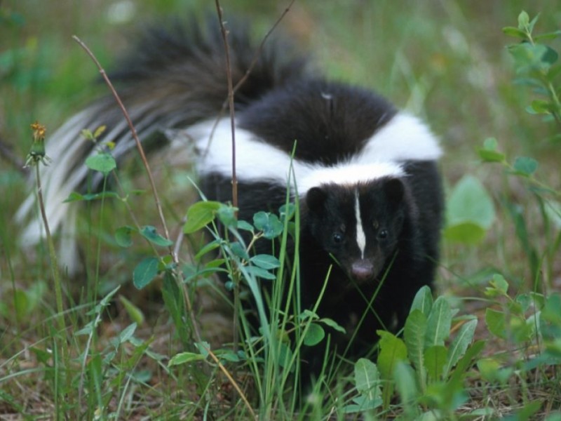 Skunks All Over the Place in Geneva and Batavia How to
