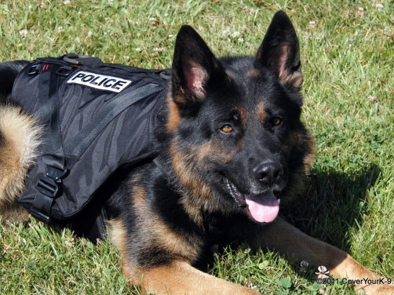 Benicia Police Department Gets New Dog | Benicia, CA Patch