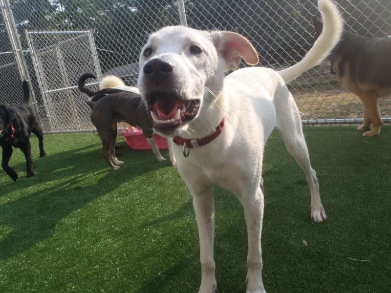 Private Dog Park Now Open Middletown, NJ Patch