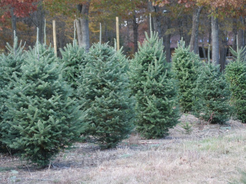 want to cut your own christmas tree groton ct patch want to cut your own christmas tree groton ct patch