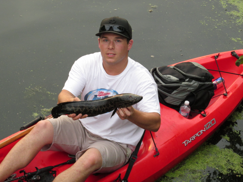 Snakehead Fish Invade Newton Lake Collingswood, NJ Patch