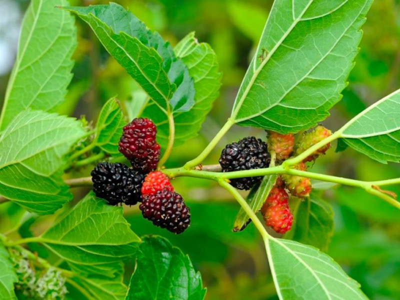 Looking for wild mulberry trees | Tucker, GA Patch