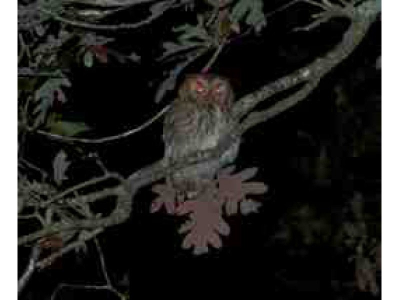 nocturnal nature owls kings park ny patch nocturnal nature owls kings park ny patch