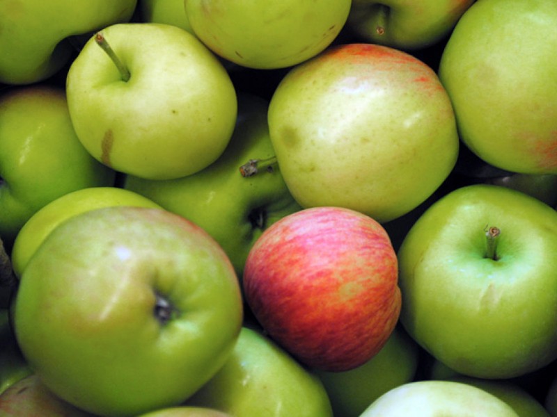 It's Apple Picking Season at Aamodt's Apple Farm in Stillwater Stillwater, MN Patch