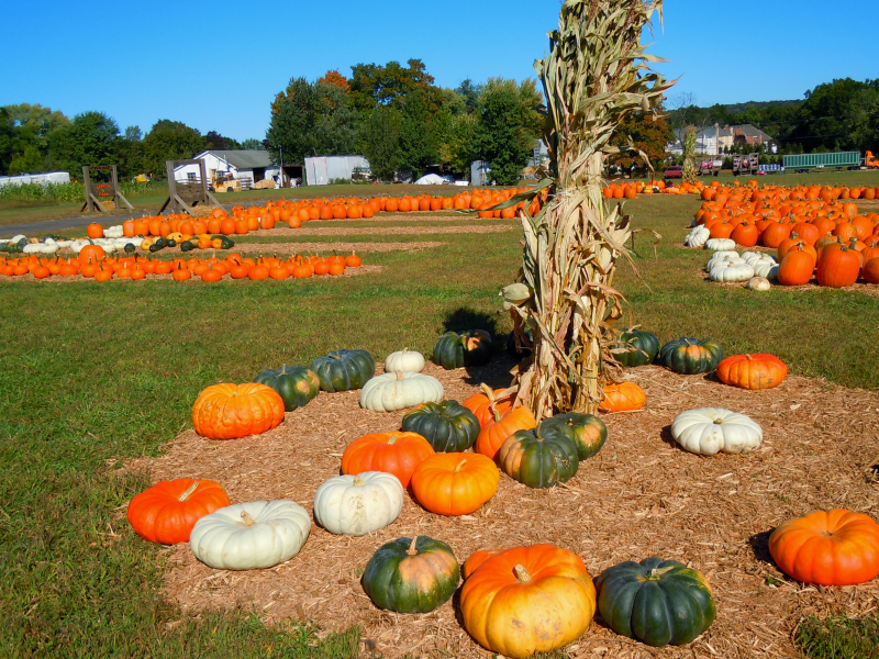 Conklin Farms' Haunted Hayride to Kick Off this Weekend Montville, NJ