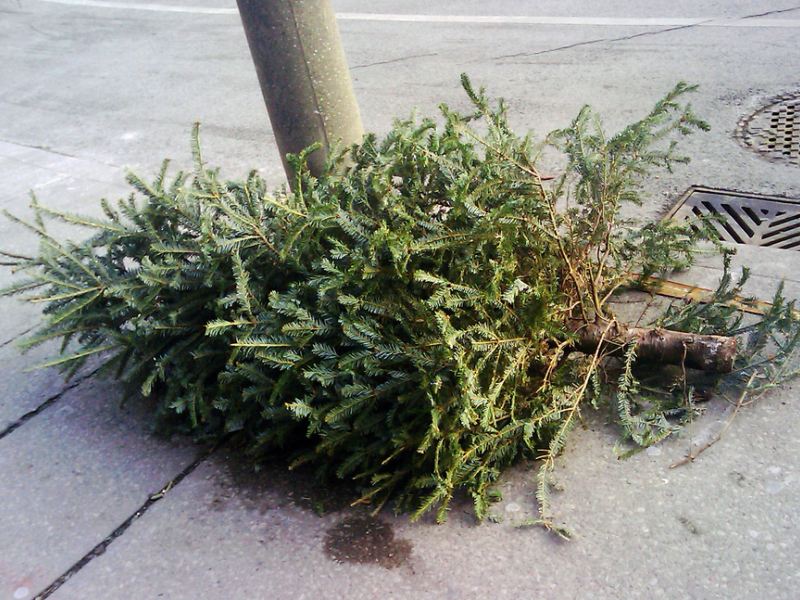 when will boston collect christmas trees for recycling when will boston collect christmas trees for recycling