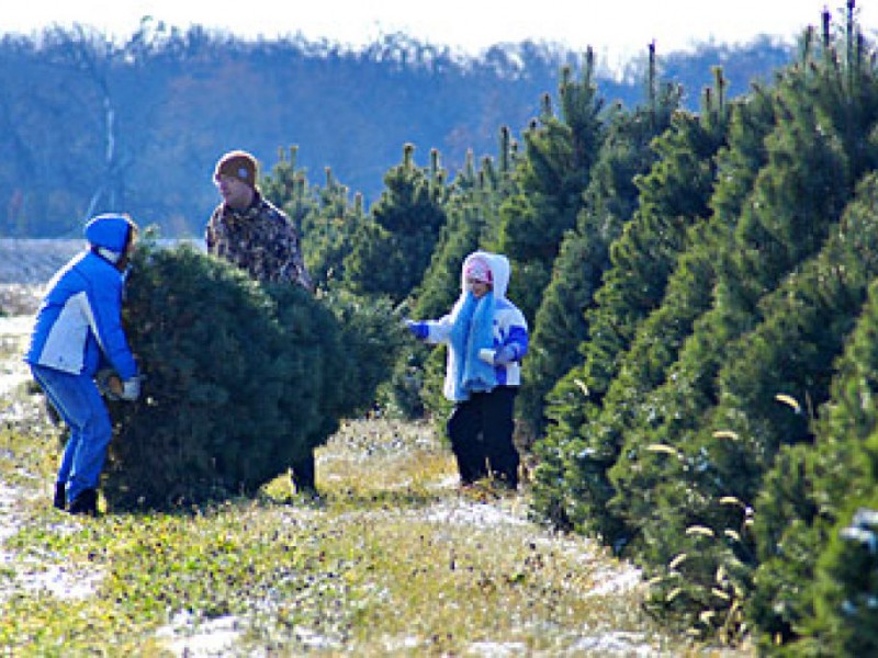 cut your own christmas tree greendale wi patch cut your own christmas tree greendale wi patch