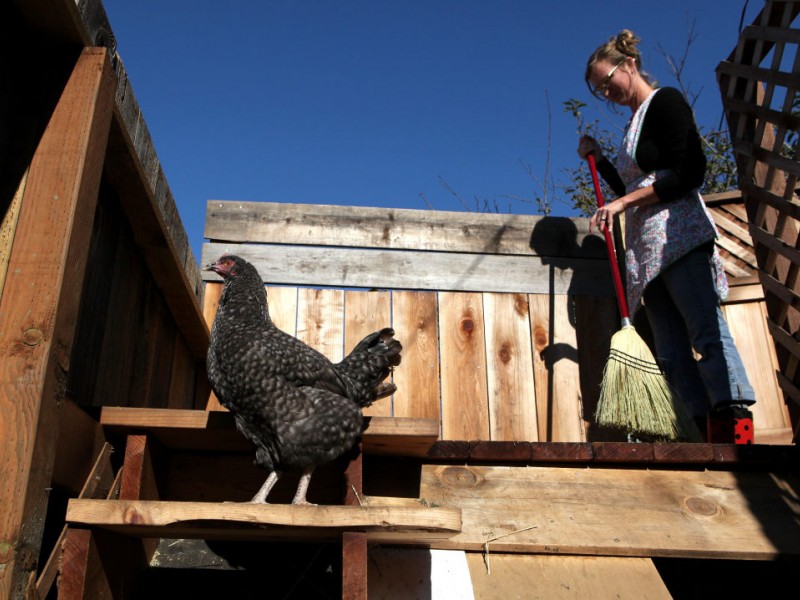 Commissioners Approve Backyard Chickens Palm Harbor, FL Patch