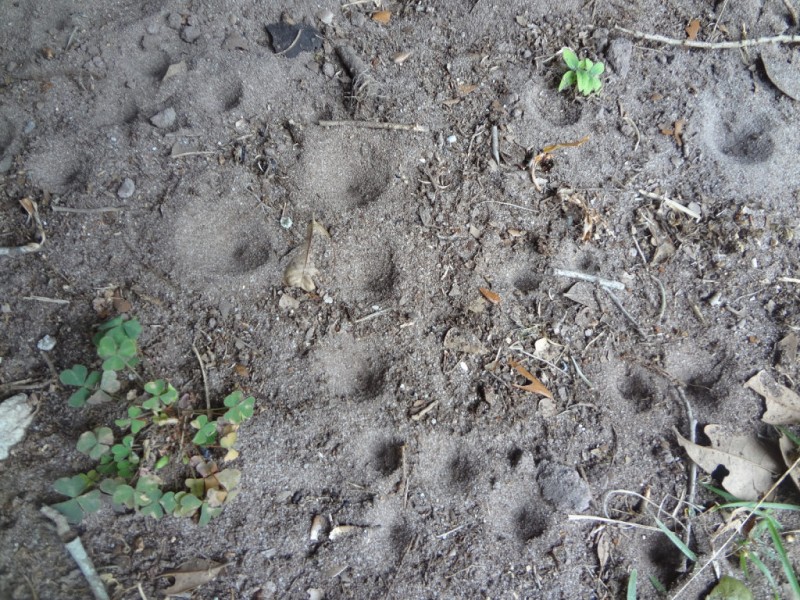 Who s Digging Those Holes In My Yard Palm Harbor FL Patch Who s digging those holes in my yard palm harbor fl patch