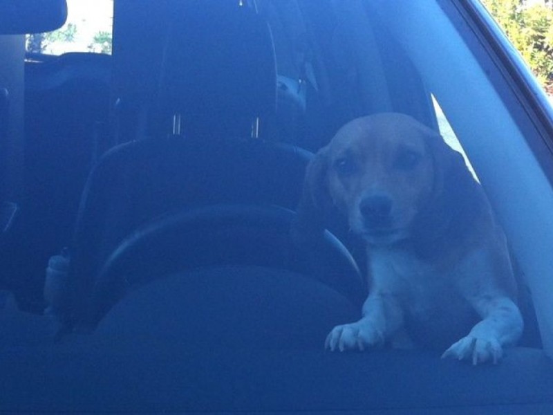 Photos Meet Buddy the HornHonking Dog Palm Harbor, FL Patch