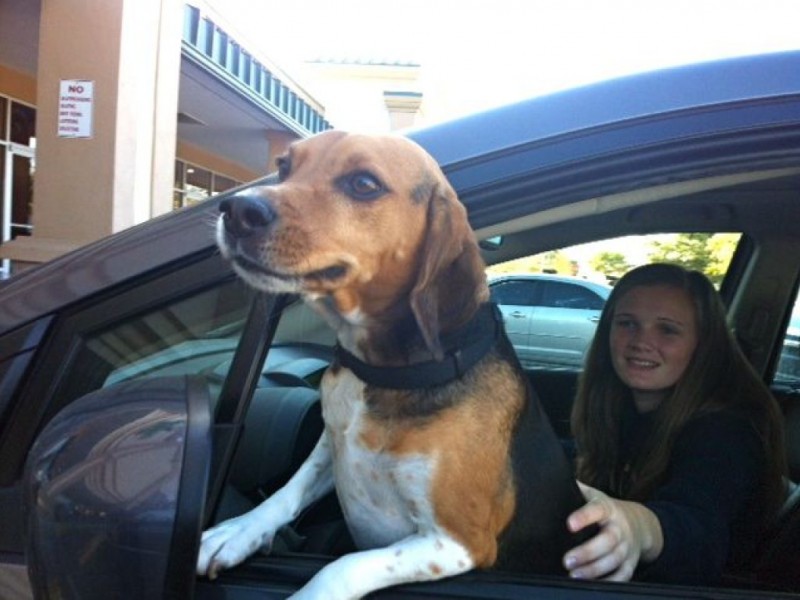 Photos Meet Buddy the HornHonking Dog Palm Harbor, FL Patch