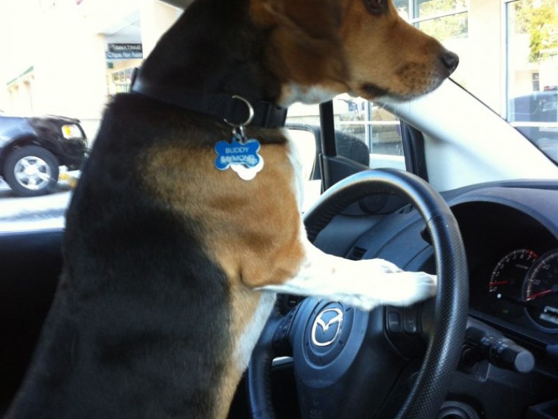 Photos Meet Buddy the HornHonking Dog Palm Harbor, FL Patch