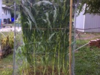 BLOG: How to Grow Corn the Square Foot Gardening Way | Glen Burnie, MD