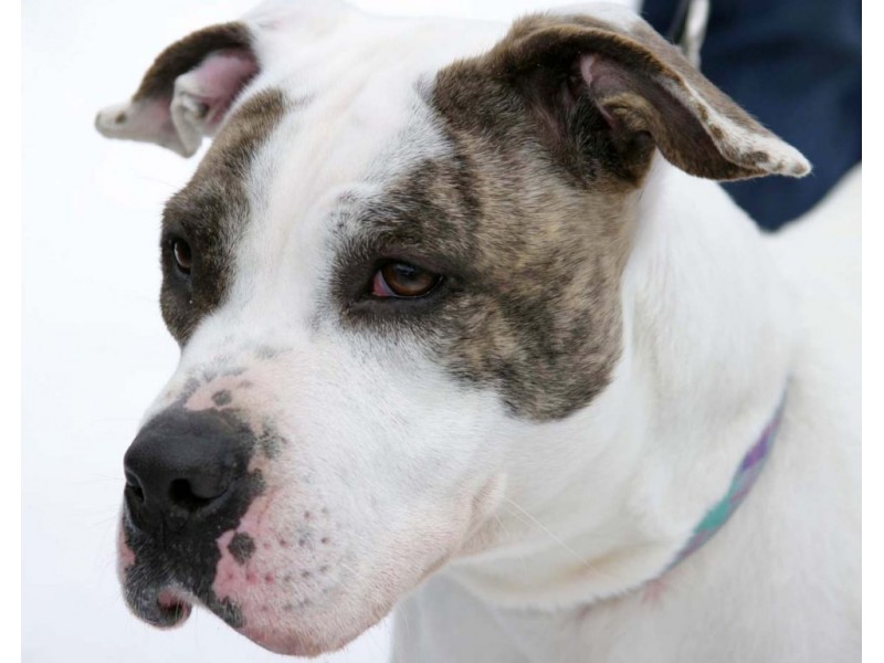 Best Friend Dog Adoption At Hay Hill Kennels Scotch Plains Nj Best Friend Dog Adoption At Hay Hill Kennels 0
