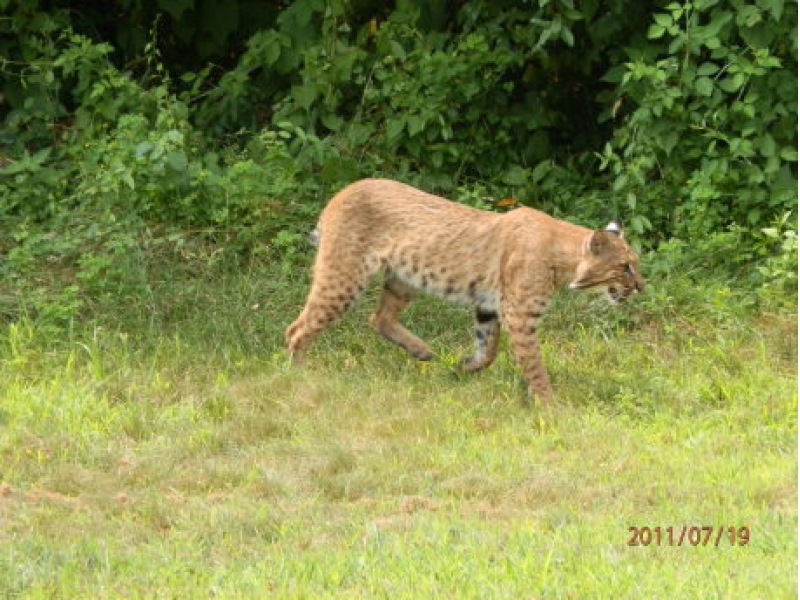 City Warns of Bobcat Sightings Milford, CT Patch