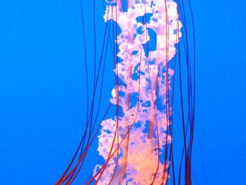 How To Treat a Sea Nettle Jellyfish Sting Brick, NJ Patch