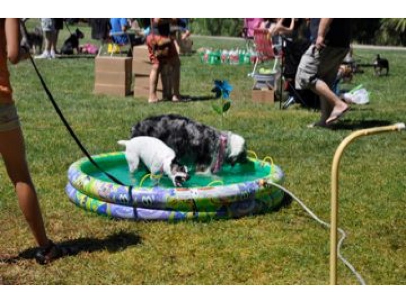 Niles 17th annual dog show Newark, CA Patch