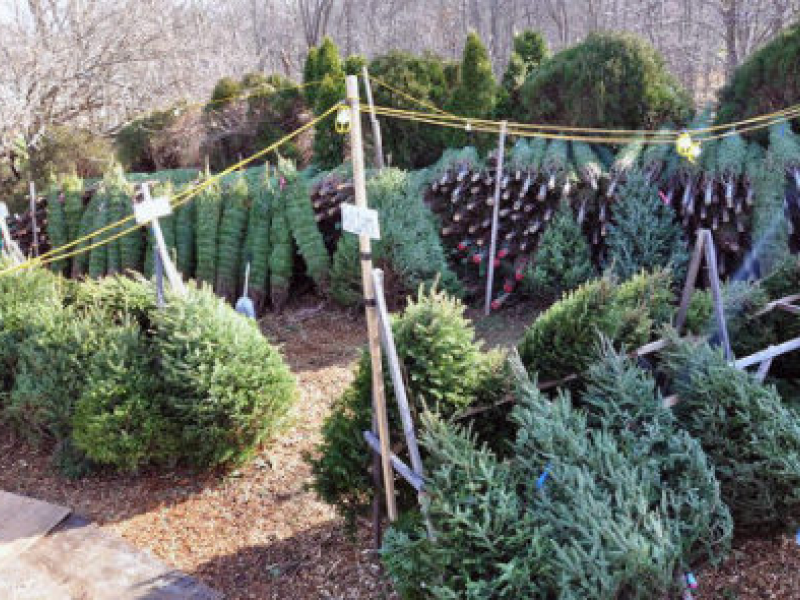 where to get a christmas tree in and near smithtown where to get a christmas tree in and near smithtown