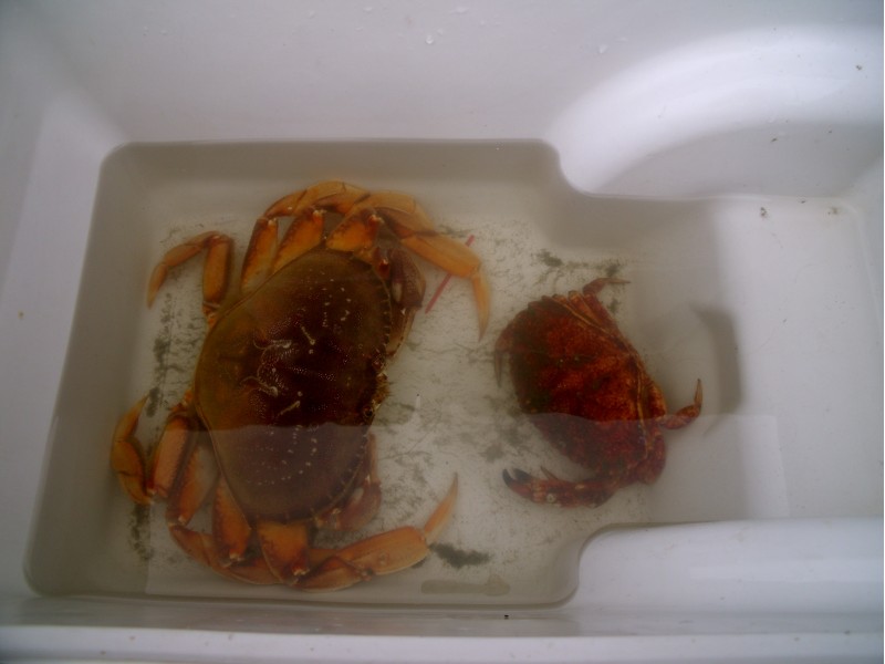 How to Catch Crab on the Coast Half Moon Bay, CA Patch