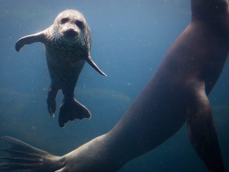 Celebrate National Zoo and Aquarium Month in Long Beach Belmont Shore, CA Patch