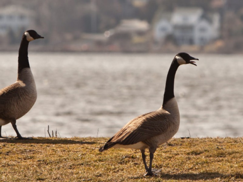 A Wild Goose Chase, The Increasing Population of Canada Geese