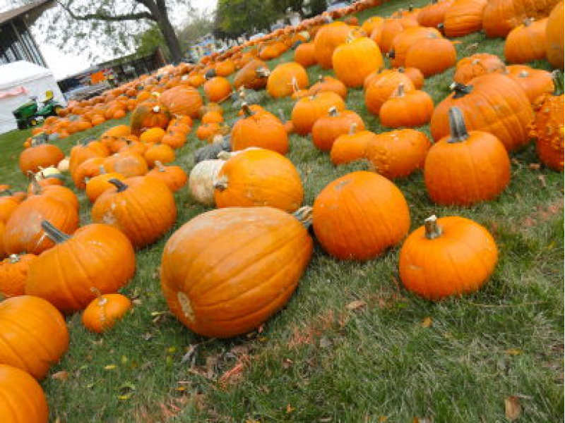 Pumpkin Patch Willowbrook Il
