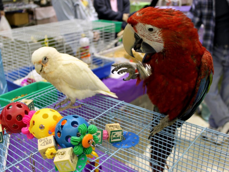 Atlanta's Exotic Bird Fair Norcross, GA Patch