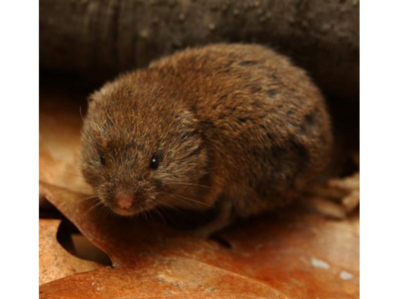 Voles, Moles and Shrews, Oh What Shall I do! | Chelmsford, MA Patch