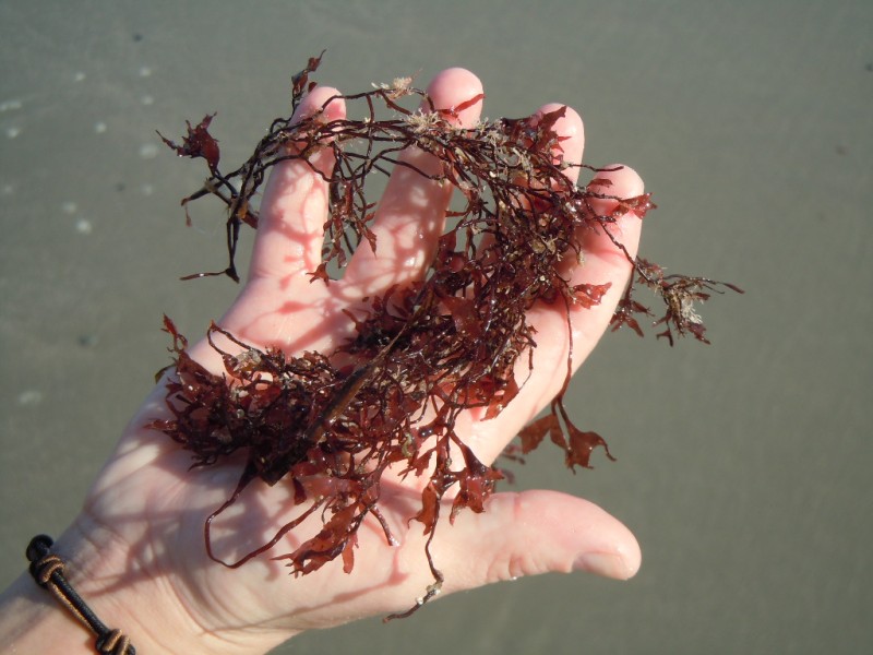 Is Red Tide Taking Over Middletown Beaches? Middletown, RI Patch