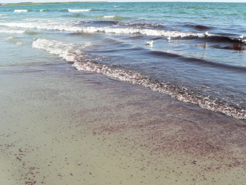 Is Red Tide Taking Over Middletown Beaches? Middletown, RI Patch