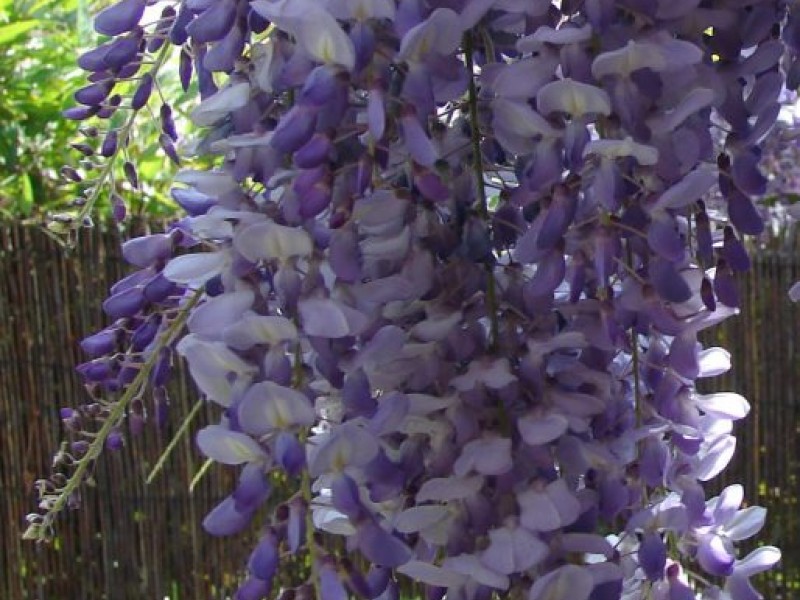 Wistaria Festival Needs Volunteers Sierra Madre, CA Patch