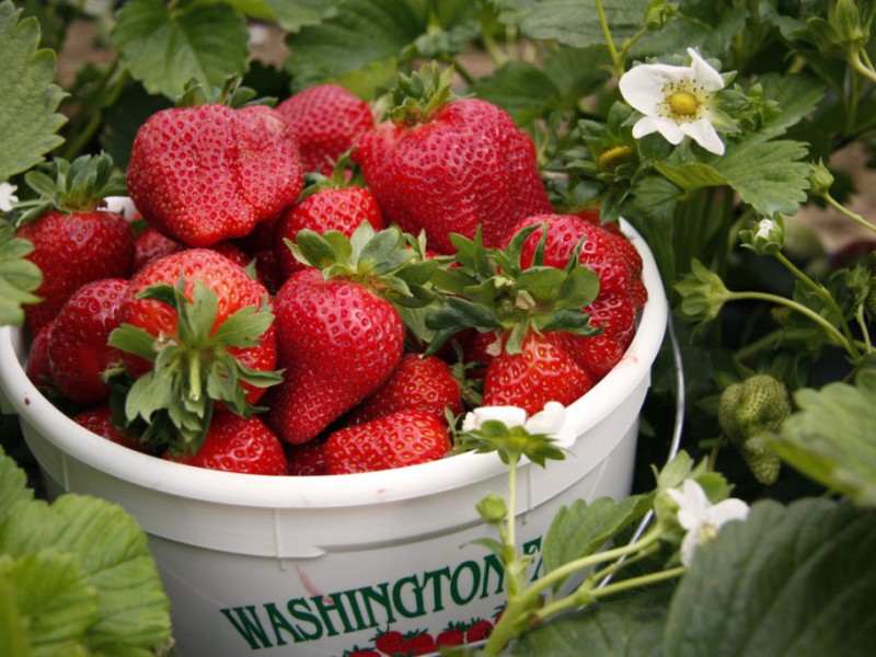 Strawberry Picking at Washington Farms Norcross, GA Patch