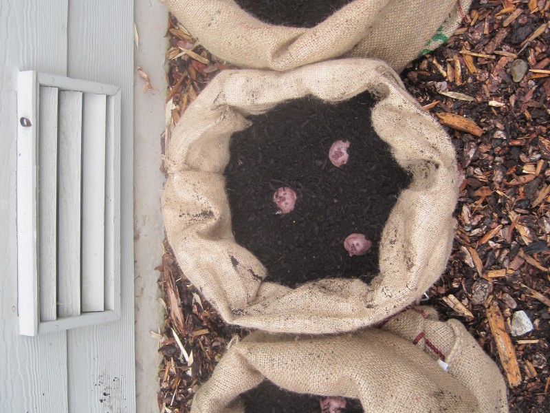 Festive Gardening How to Grow Potatoes in Burlap Bags Redmond, WA Patch