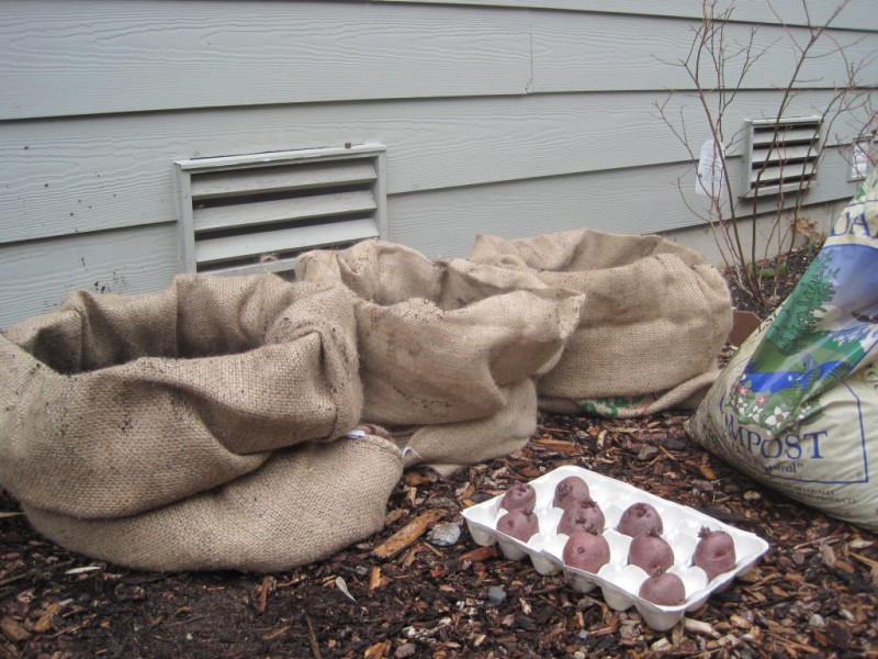 Festive Gardening How to Grow Potatoes in Burlap Bags Redmond, WA Patch