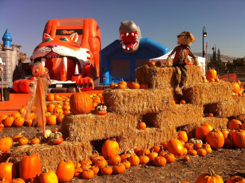Pumpkin Patches Sprout Up Across The East Bay Concord Ca Patch
