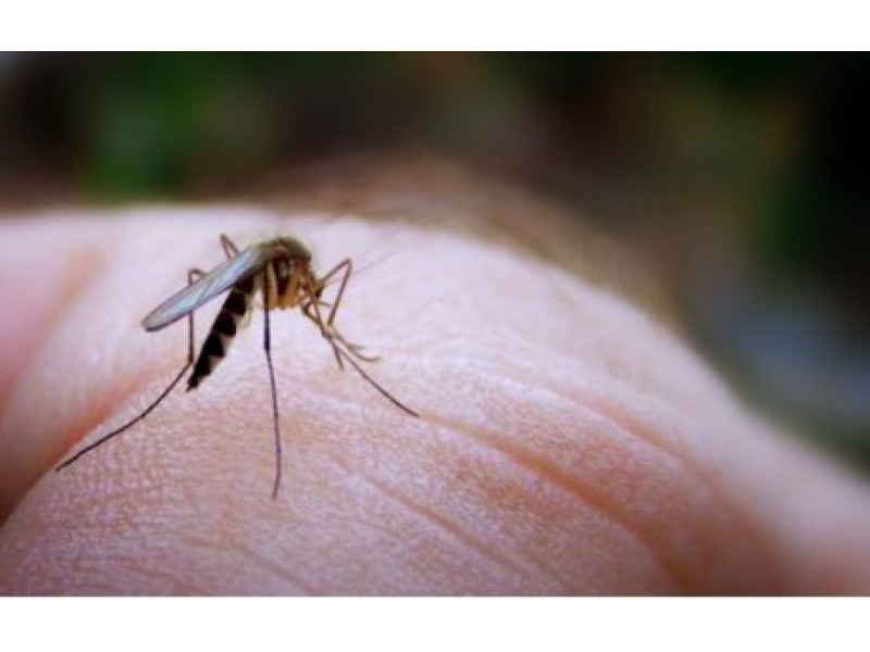 West Nile Virus Detected in North Kingstown Mosquito - North Kingstown, RI Patch West Nile Virus Detected in North Kingstown Mosquito - 웹