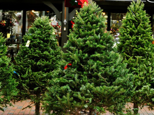 where to buy a christmas tree around newton newton ma patch where to buy a christmas tree around newton newton ma patch