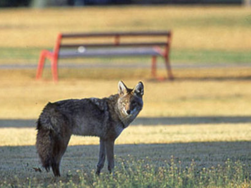 Coyote Sightings in University Place | University Place, WA Patch