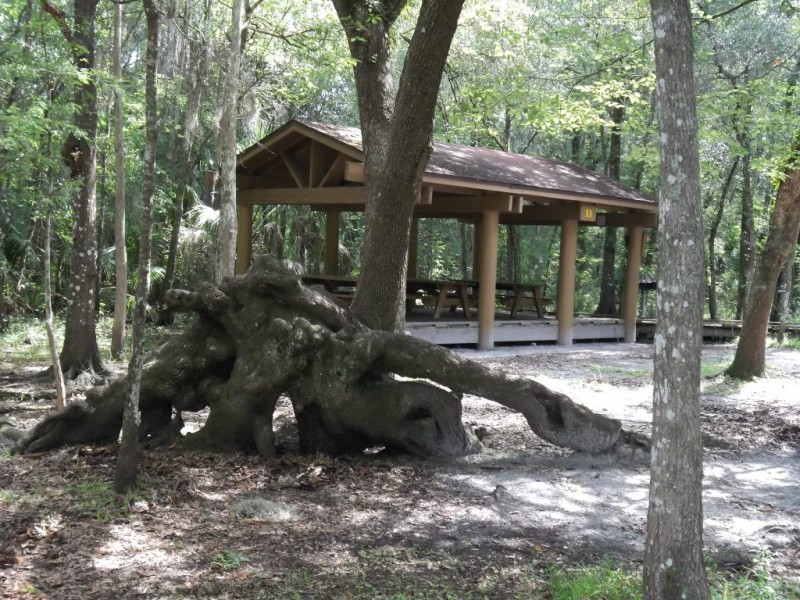 Take A Trip Back In Time Visit Lettuce Lake Park Temple Terrace, FL