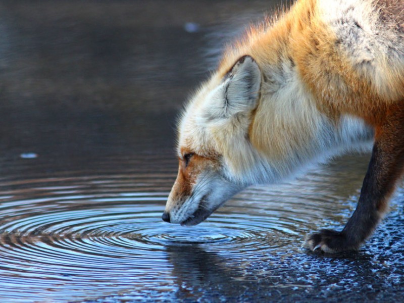 Red Foxes Make Home at Island Beach State Park | Brick, NJ Patch