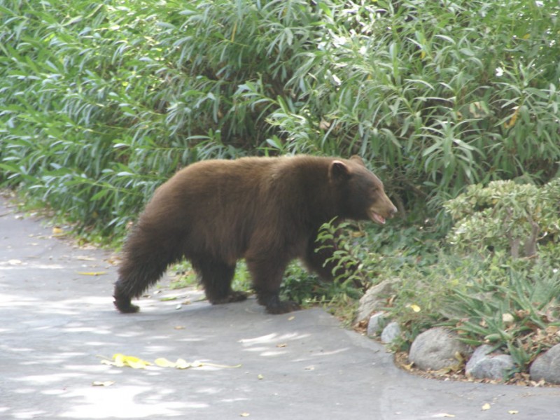 Photos Bear Cub Spotted in Monrovia Front Yard Monrovia, CA Patch