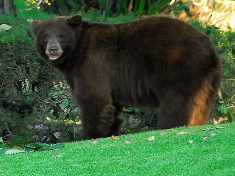 Photos Monrovia Bears Up Close and Personal Monrovia, CA Patch