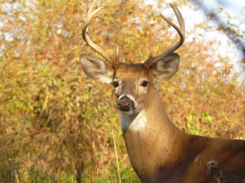 Shotgun Deer Hunting Season Begins Barrington, RI Patch