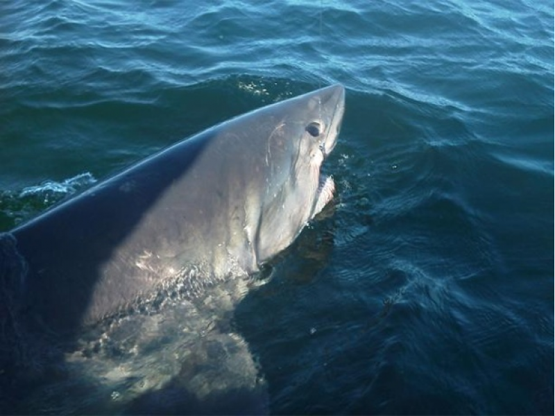 Fishermen Catch 9Foot Shark 1.5 Miles Off Hampton Beach Hampton, NH