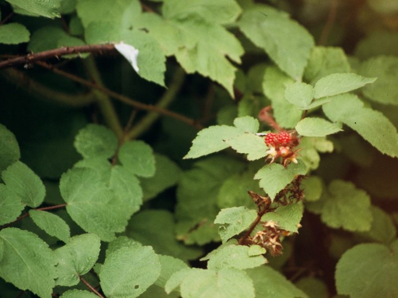 Wild Edible and Medicinal Plants Norristown, PA Patch