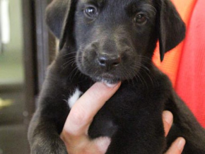 Pet of the Week Litter of Black Lab Puppies Caldwells, NJ Patch