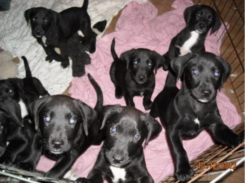 Pet of the Week Litter of Black Lab Puppies Caldwells, NJ Patch