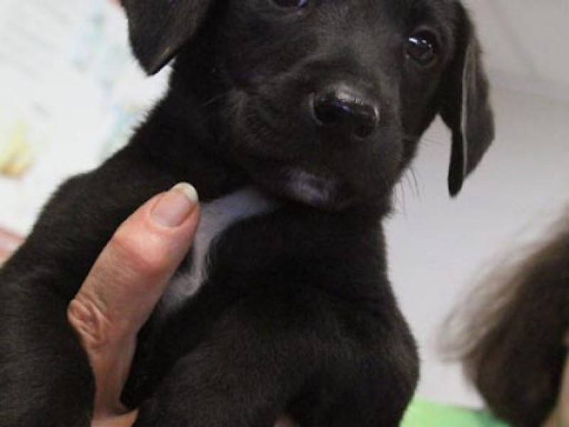Pet of the Week Litter of Black Lab Puppies Caldwells, NJ Patch